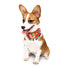 Yani PC1 Pet Ethnic Style Bell Collar Colorful Cute Pet Dog Fashion Collar Cotton Dog Grooming
