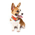 Yani PC1 Pet Ethnic Style Bell Collar Colorful Cute Pet Dog Fashion Collar Cotton Dog Grooming