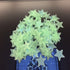 100pcs 3D Stars Glow In Dark Luminous Tape Fluorescent Plastic Wall Sticker Wall Decal Decorations