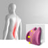 Car Waist  Lumbar Cushion Office Backrest